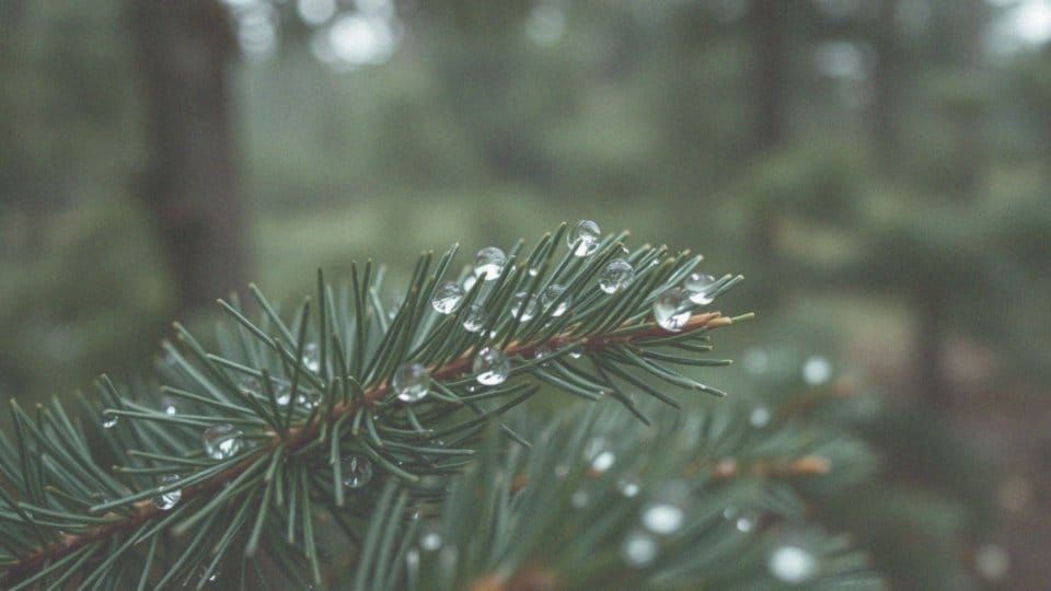 Czy miedzianem można pryskać iglaki? Skuteczność i zalecenia